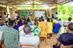 Présentation des avantages du singe à ventre rouge