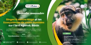 Conservation du Singe à Ventre Rouge à Agonvè