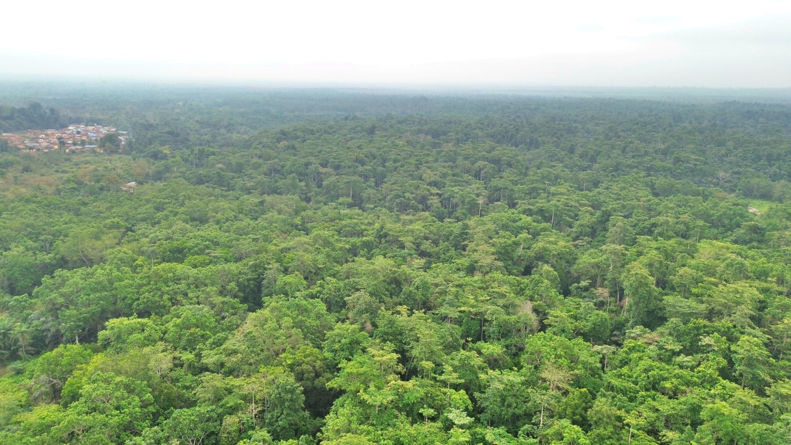 Vue de la canopée de la forêt de Lokoli prise lors d'un vol de drone à 80 m d'altitude