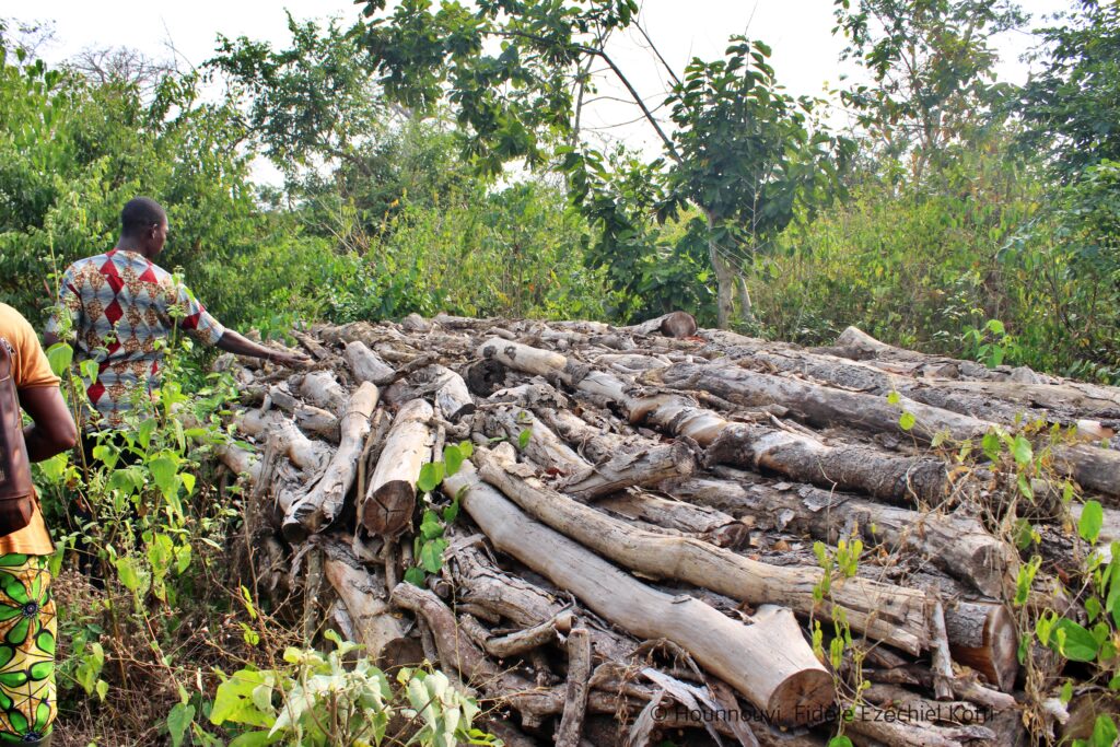 Stockage de bois destiné à la production de charbon, un facteur majeur de dégradation de la forêt de Lokoli.