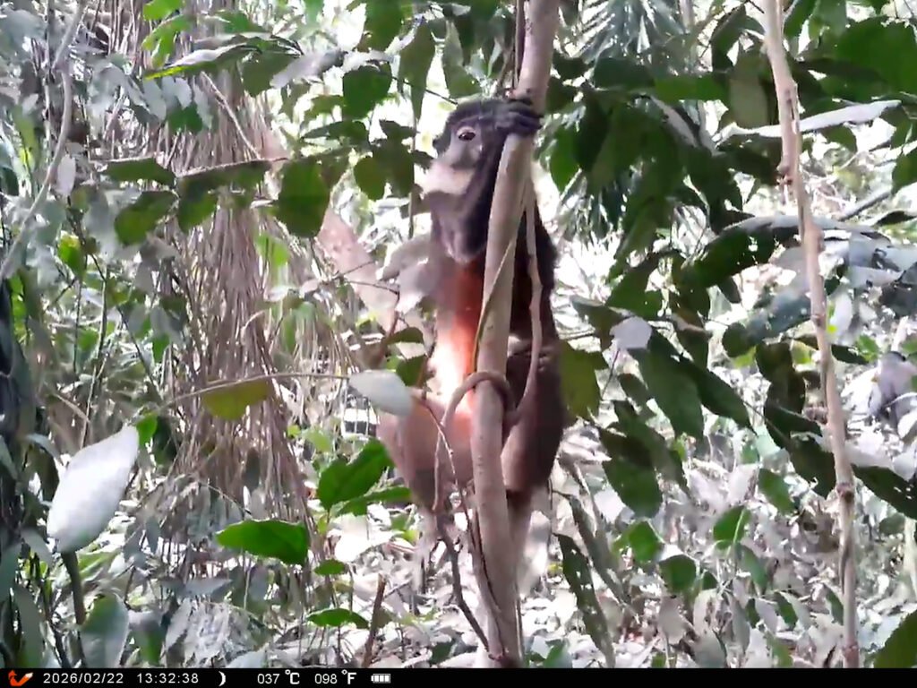 Cercopithecus erythrogaster