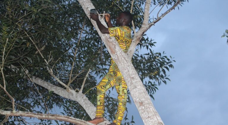 Bilan des six premiers mois du programme de conservation ds primates à Lokoli