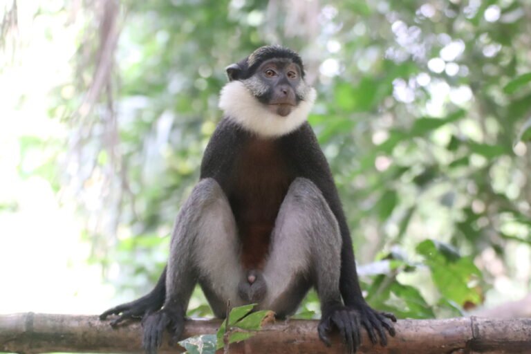 Conservation participative de la faune et des écosystèmes de zones humides sur l&rsquo;île d&rsquo;Agonvè